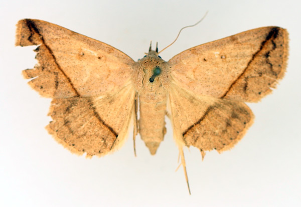 /filer/webapps/moths/media/images/T/taeniata_Ugia_AF_TMSA_02.jpg