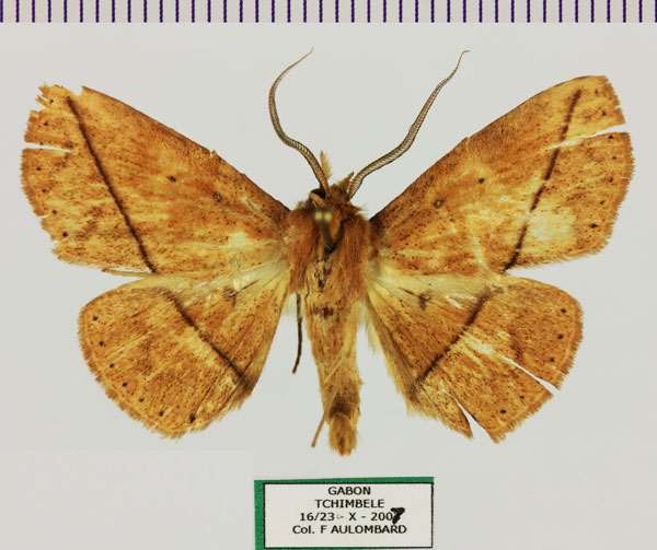 /filer/webapps/moths/media/images/T/taeniata_Ugia_AM_Aulombard.jpg