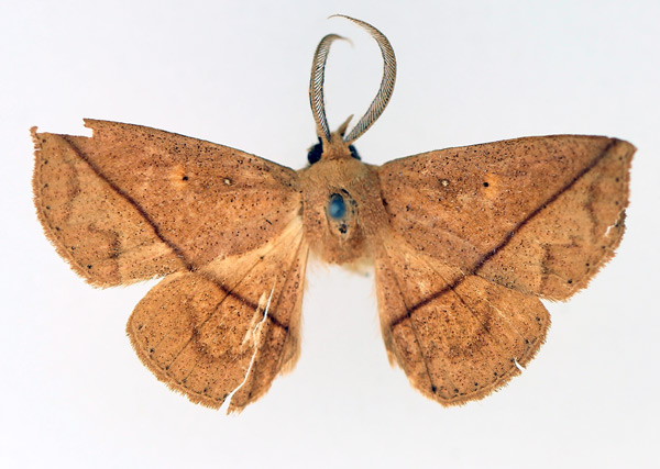 /filer/webapps/moths/media/images/T/taeniata_Ugia_AM_TMSA_01.jpg