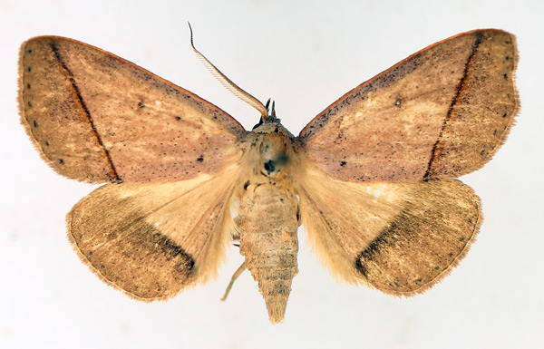/filer/webapps/moths/media/images/T/taeniata_Ugia_AM_TMSA_02.jpg