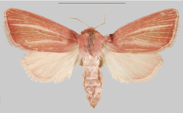 /filer/webapps/moths/media/images/T/taenioleuca_Sesamia_AF_MNHNa.jpg