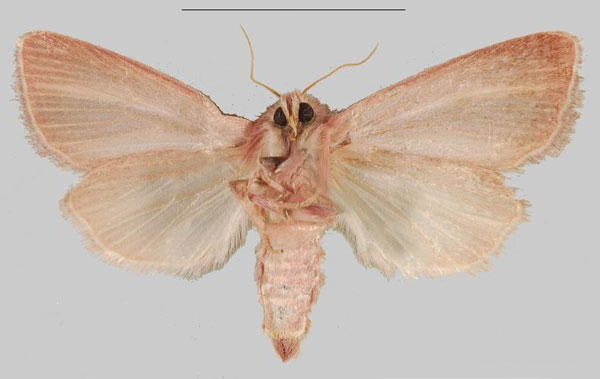 /filer/webapps/moths/media/images/T/taenioleuca_Sesamia_AF_MNHNb.jpg