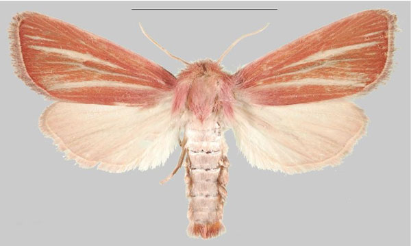/filer/webapps/moths/media/images/T/taenioleuca_Sesamia_AM_MNHNa.jpg