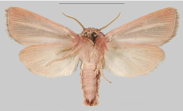/filer/webapps/moths/media/images/T/taenioleuca_Sesamia_AM_MNHNb.jpg