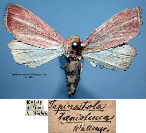 /filer/webapps/moths/media/images/T/taenioleuca_Tapinostola_HT_SNHMa.jpg