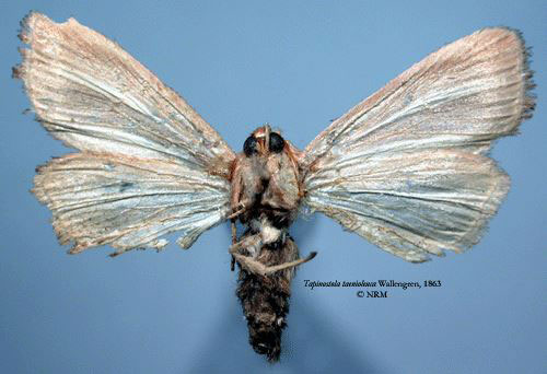 /filer/webapps/moths/media/images/T/taenioleuca_Tapinostola_HT_SNHMb.jpg