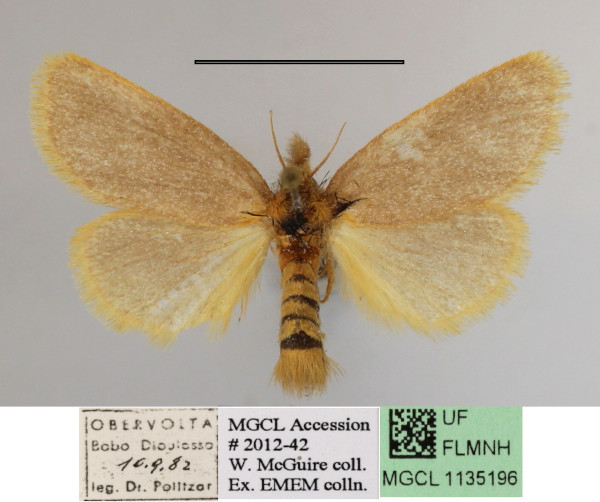 /filer/webapps/moths/media/images/T/taeniosoma_Laelioproctis_A_MGCLa_01.JPG