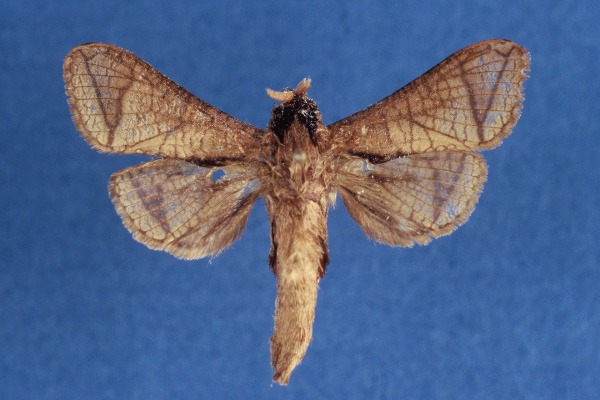 /filer/webapps/moths/media/images/T/taiensis_Haberlandia_HT_MWM.jpg