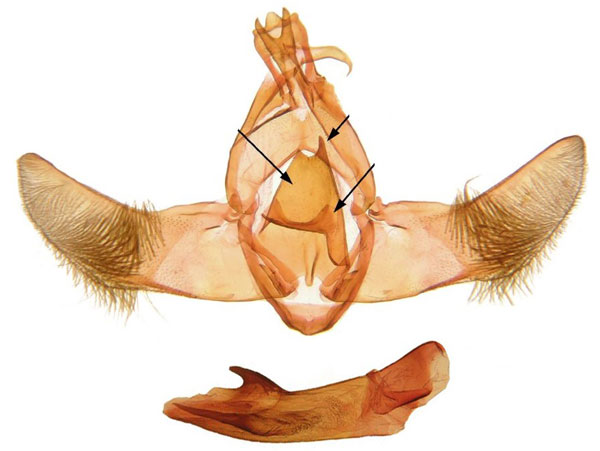 /filer/webapps/moths/media/images/T/taiensis_Ptilothyris_GMHT_ANHRT_429.jpg