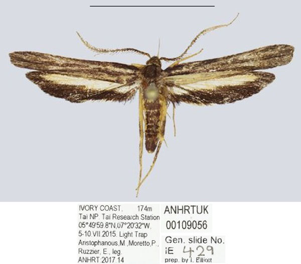 /filer/webapps/moths/media/images/T/taiensis_Ptilothyris_HT_ANHRT.jpg