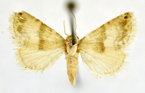 /filer/webapps/moths/media/images/T/taifensis_Eublemma_A_NHMO.jpg