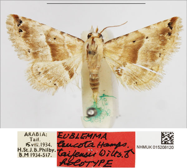 /filer/webapps/moths/media/images/T/taifensis_Eublemma_HT_NHMUK.jpg