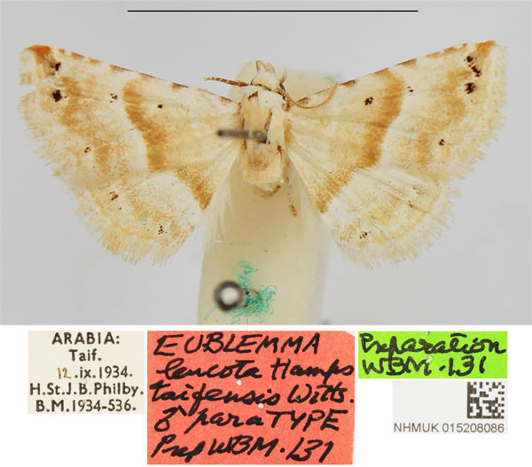 /filer/webapps/moths/media/images/T/taifensis_Eublemma_PTM_NHMUK.jpg