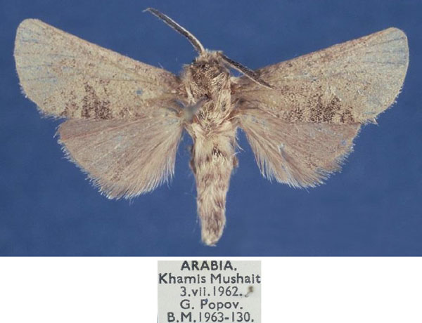 /filer/webapps/moths/media/images/T/taifensis_Metarbela_AM_NHMUK.jpg