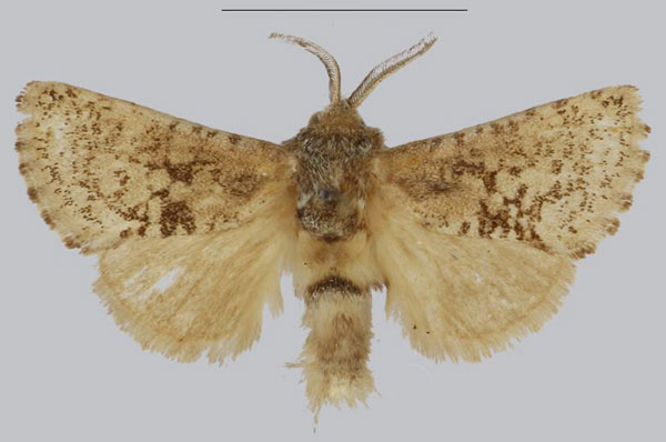 /filer/webapps/moths/media/images/T/taifensis_Philbyarbela_AM_NHMUK_01.jpg