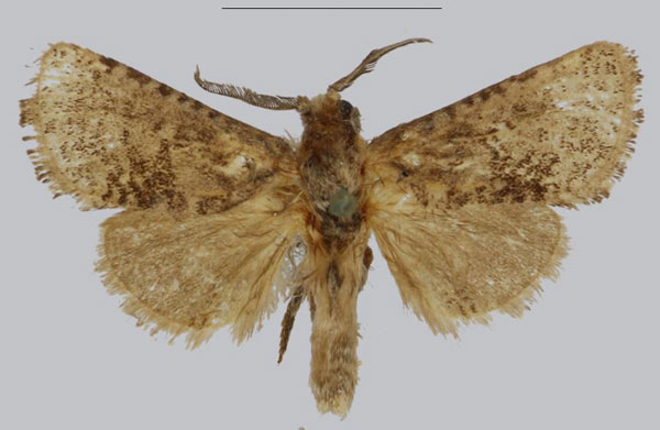/filer/webapps/moths/media/images/T/taifensis_Philbyarbela_AM_NHMUK_02.jpg