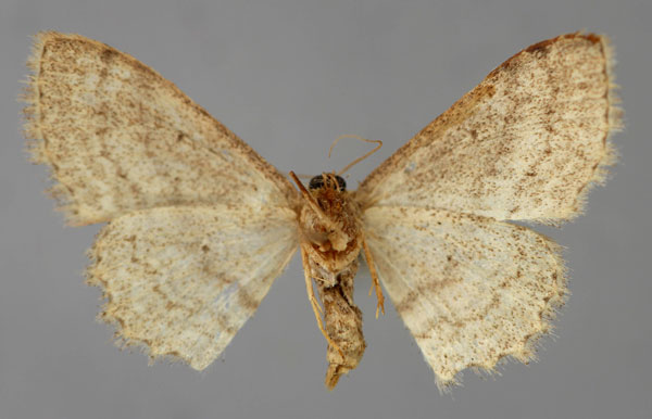 /filer/webapps/moths/media/images/T/taifica_Scopula_A_ZSM_02.jpg