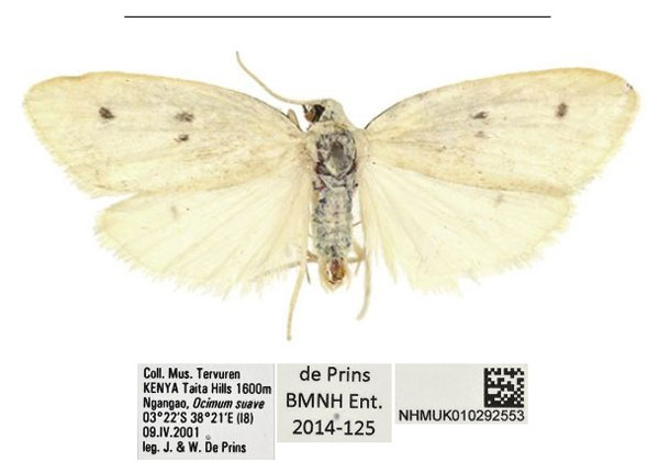 /filer/webapps/moths/media/images/T/taita_Siccia_HT_NHMUK.jpg