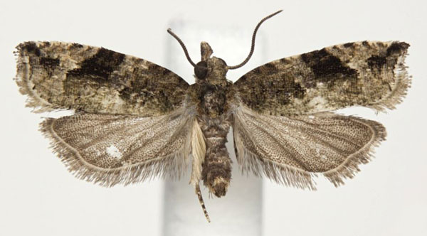/filer/webapps/moths/media/images/T/taitana_Megaherpystis_AF_USNM.jpg