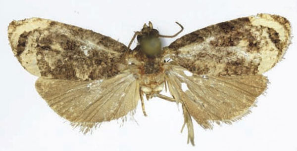 /filer/webapps/moths/media/images/T/taitana_Taiteccopsis_AM_RMCA.jpg