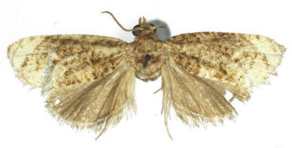 /filer/webapps/moths/media/images/T/taitana_Taiteccopsis_HT_RMCA.jpg