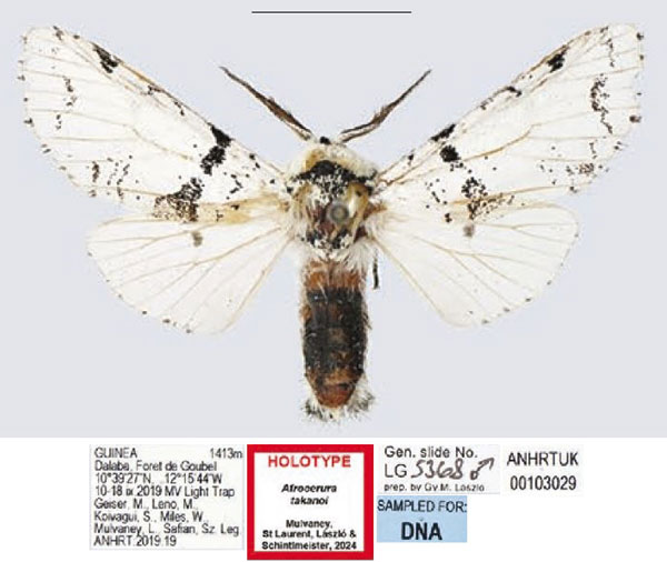 /filer/webapps/moths/media/images/T/takanoi_Afrocerura_HT_ANHRT.jpg