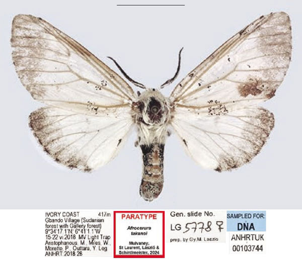 /filer/webapps/moths/media/images/T/takanoi_Afrocerura_PTF_ANHRT_02.jpg