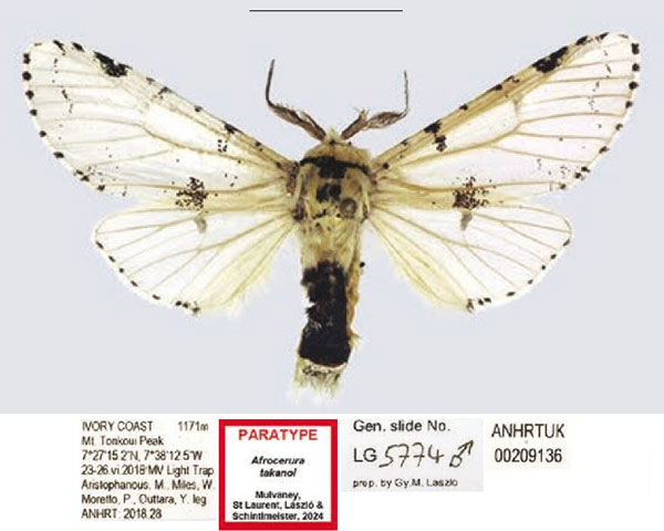 /filer/webapps/moths/media/images/T/takanoi_Afrocerura_PTM_ANHRT_g4LNUEi.jpg