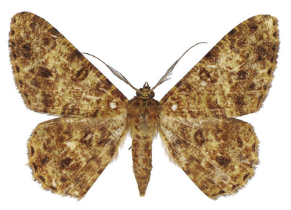 /filer/webapps/moths/media/images/T/takanoi_Afroracotis_HT_ANHRT.jpg