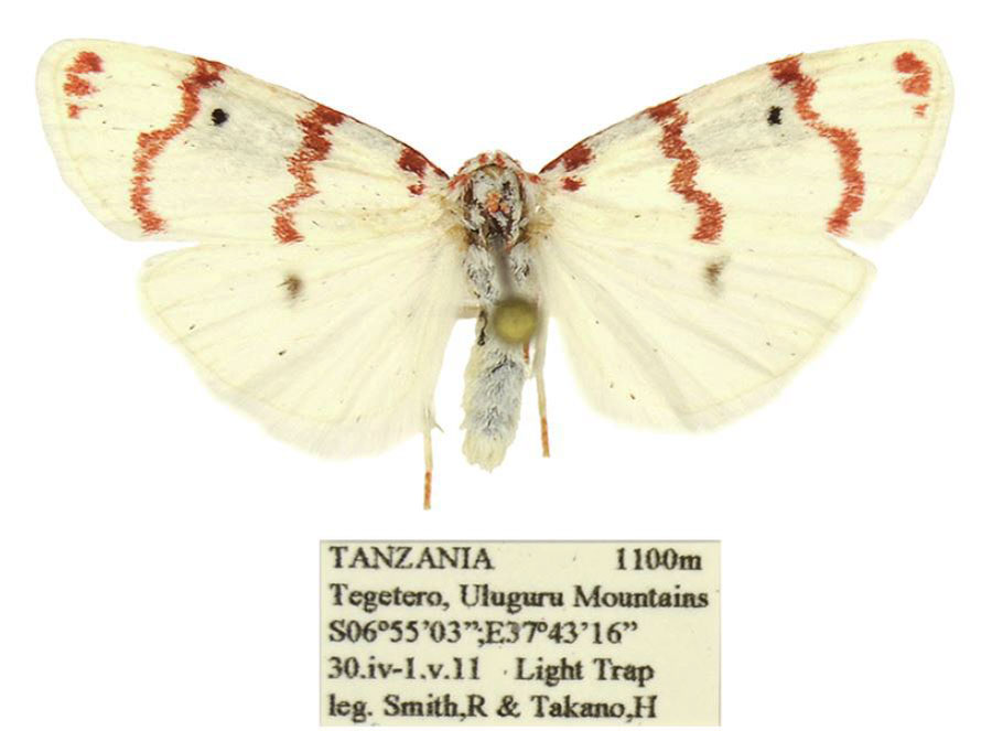 /filer/webapps/moths/media/images/T/takanoi_Cyana_HT_ANHRT.jpg