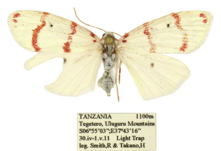 /filer/webapps/moths/media/images/T/takanoi_Cyana_PTF_ANHRT.jpg