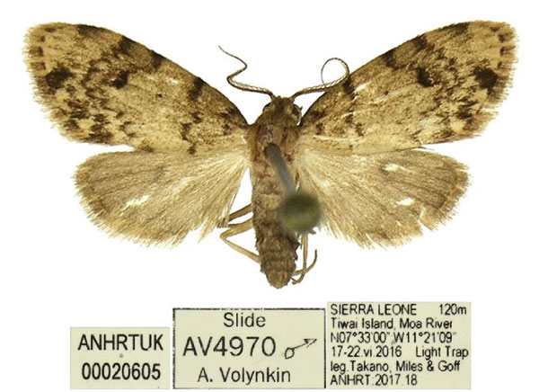 /filer/webapps/moths/media/images/T/takanoi_Lithosiccia_HT_ANHRT.jpg