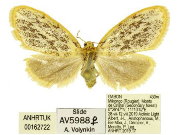 /filer/webapps/moths/media/images/T/takanoi_Palaeugoa_PTF_ANHRT.jpg