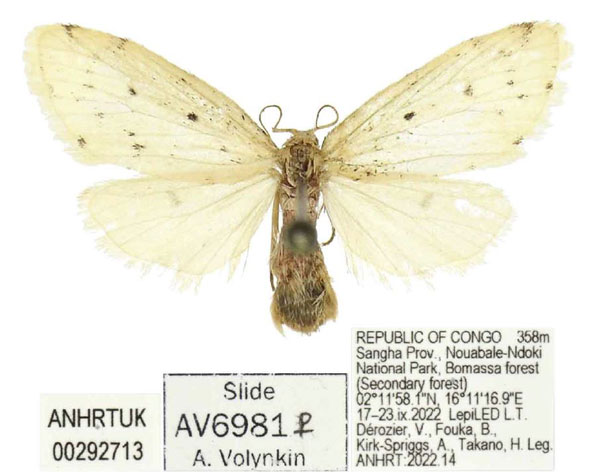 /filer/webapps/moths/media/images/T/takanoi_Siccia_PTF_ANHRT.jpg