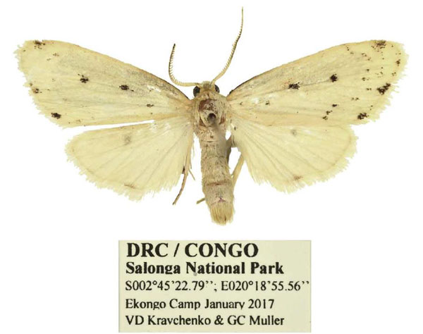 /filer/webapps/moths/media/images/T/takanoi_Siccia_PTM_Mueller.jpg
