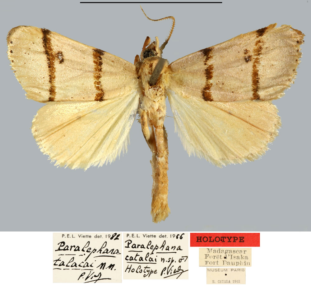 /filer/webapps/moths/media/images/T/talacai_Paralephana_HT_MNHN.jpg