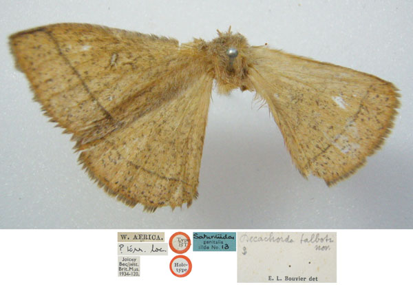 /filer/webapps/moths/media/images/T/talboti_Decachorda_HT_NHMUKa.jpg