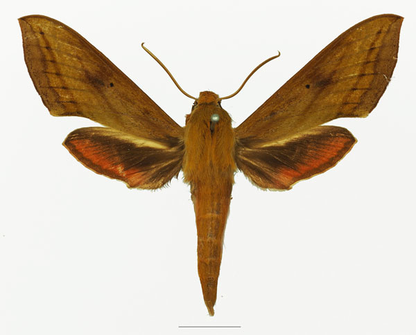 /filer/webapps/moths/media/images/T/talboti_Hippotion_AF_Basquin_01a.jpg