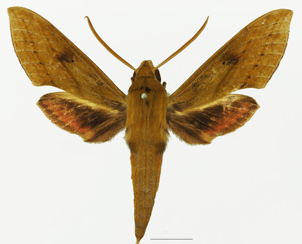 /filer/webapps/moths/media/images/T/talboti_Hippotion_AM_Basquin_01a.jpg