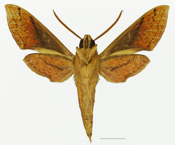 /filer/webapps/moths/media/images/T/talboti_Hippotion_AM_Basquin_01b.jpg