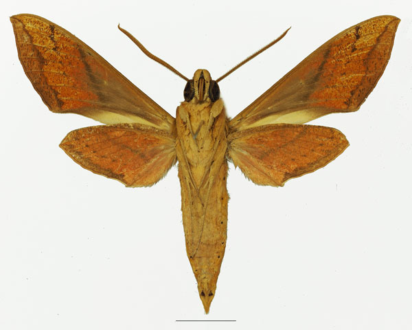 /filer/webapps/moths/media/images/T/talboti_Hippotion_AM_Basquin_02b.jpg