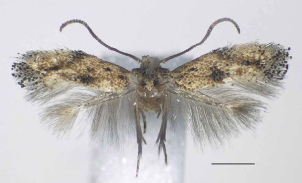 /filer/webapps/moths/media/images/T/talea_Urodeta_PTM_RMCA.jpg