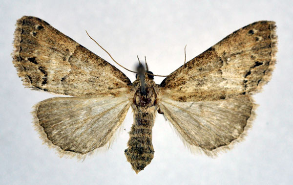 /filer/webapps/moths/media/images/T/talhouki_Sarmatia_A_NHMO.jpg