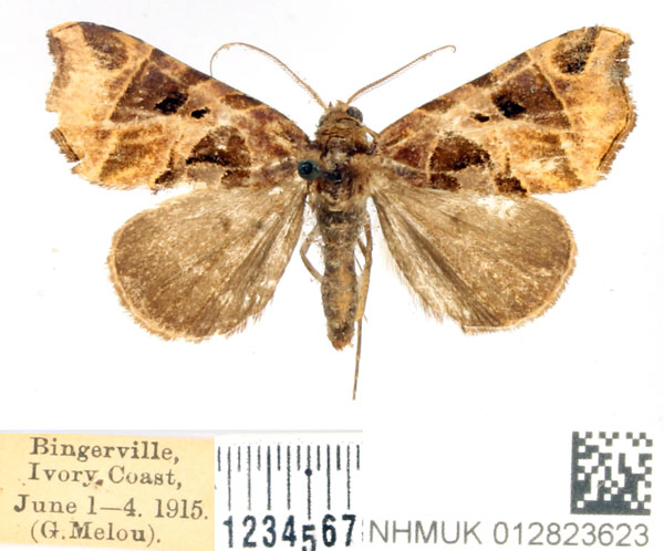 /filer/webapps/moths/media/images/T/talusina_Marcipa_AF_BMNH_01.jpg