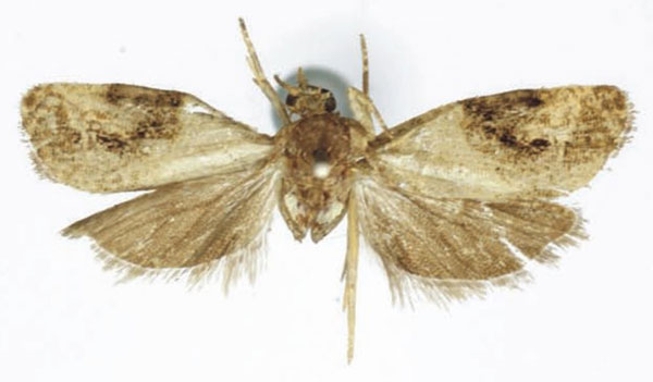 /filer/webapps/moths/media/images/T/talyana_Lobesia_HT_RMCA.jpg