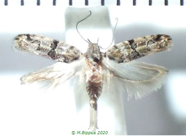 /filer/webapps/moths/media/images/T/tamarinda_Faristenia_AF_Bippus_01.jpg