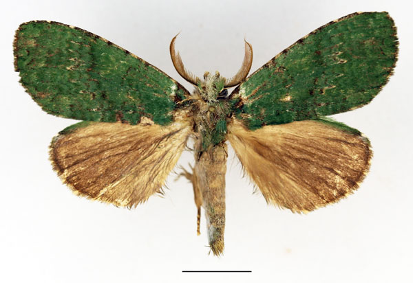 /filer/webapps/moths/media/images/T/tamarix_Pycnographa_AM_Basquin_02.jpg