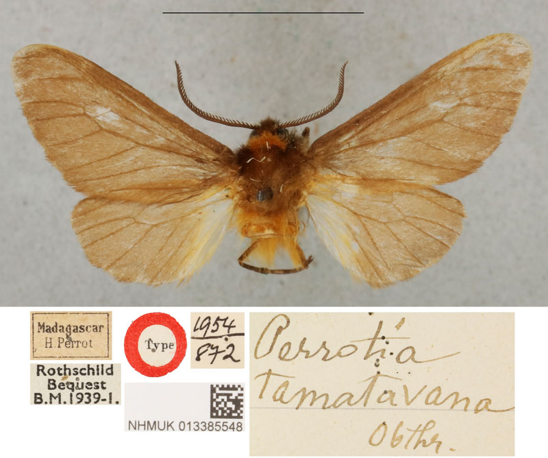 /filer/webapps/moths/media/images/T/tamatavana_Perrotia_HT_BMNH.jpg