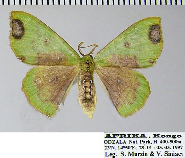 /filer/webapps/moths/media/images/T/taminata_Victoria_AF_ZSM.jpg