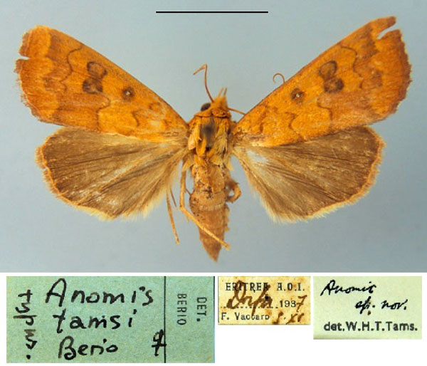 /filer/webapps/moths/media/images/T/tamsi_Anomis_HT_MSNM.jpg